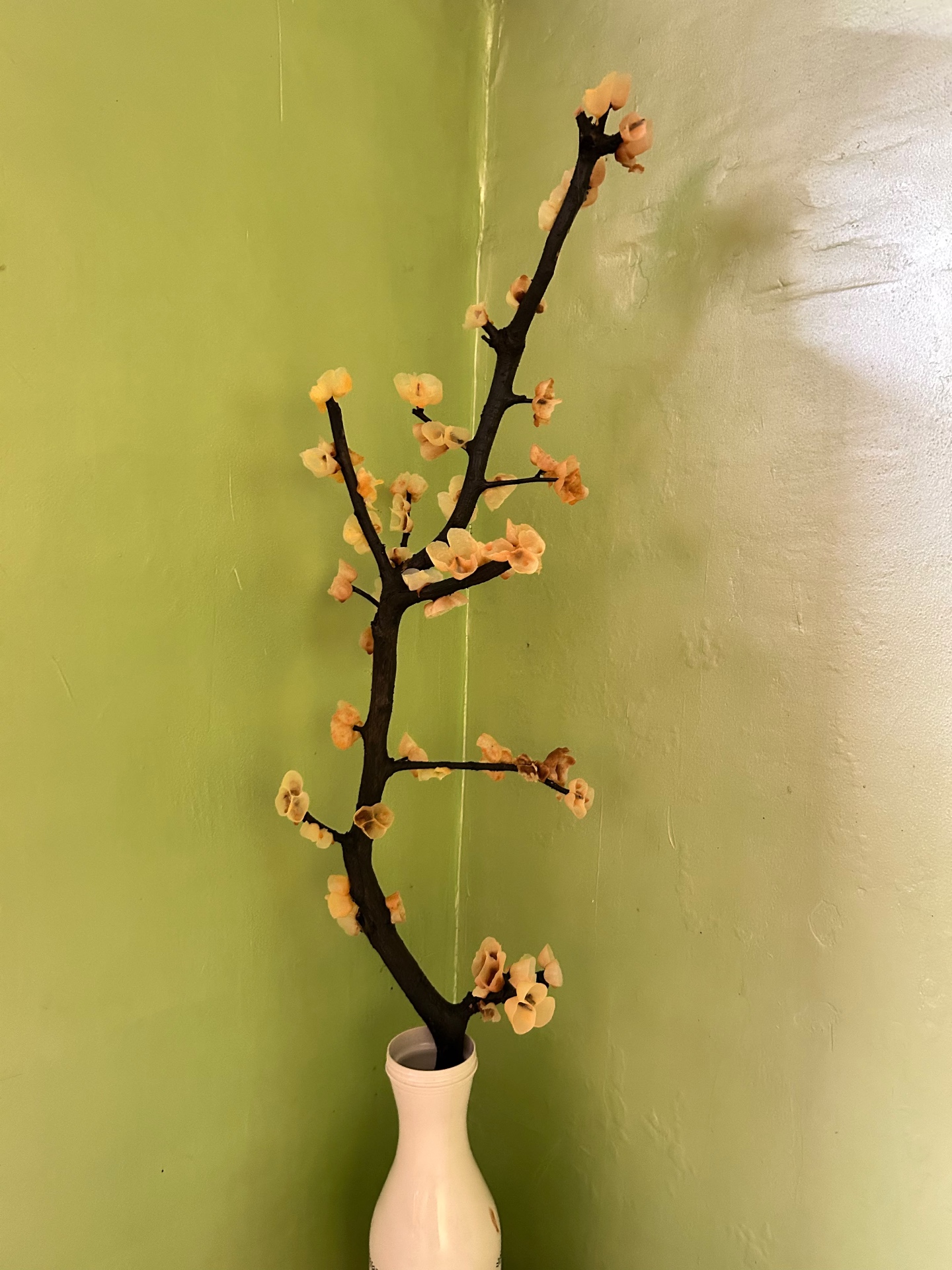 Blossom Branch