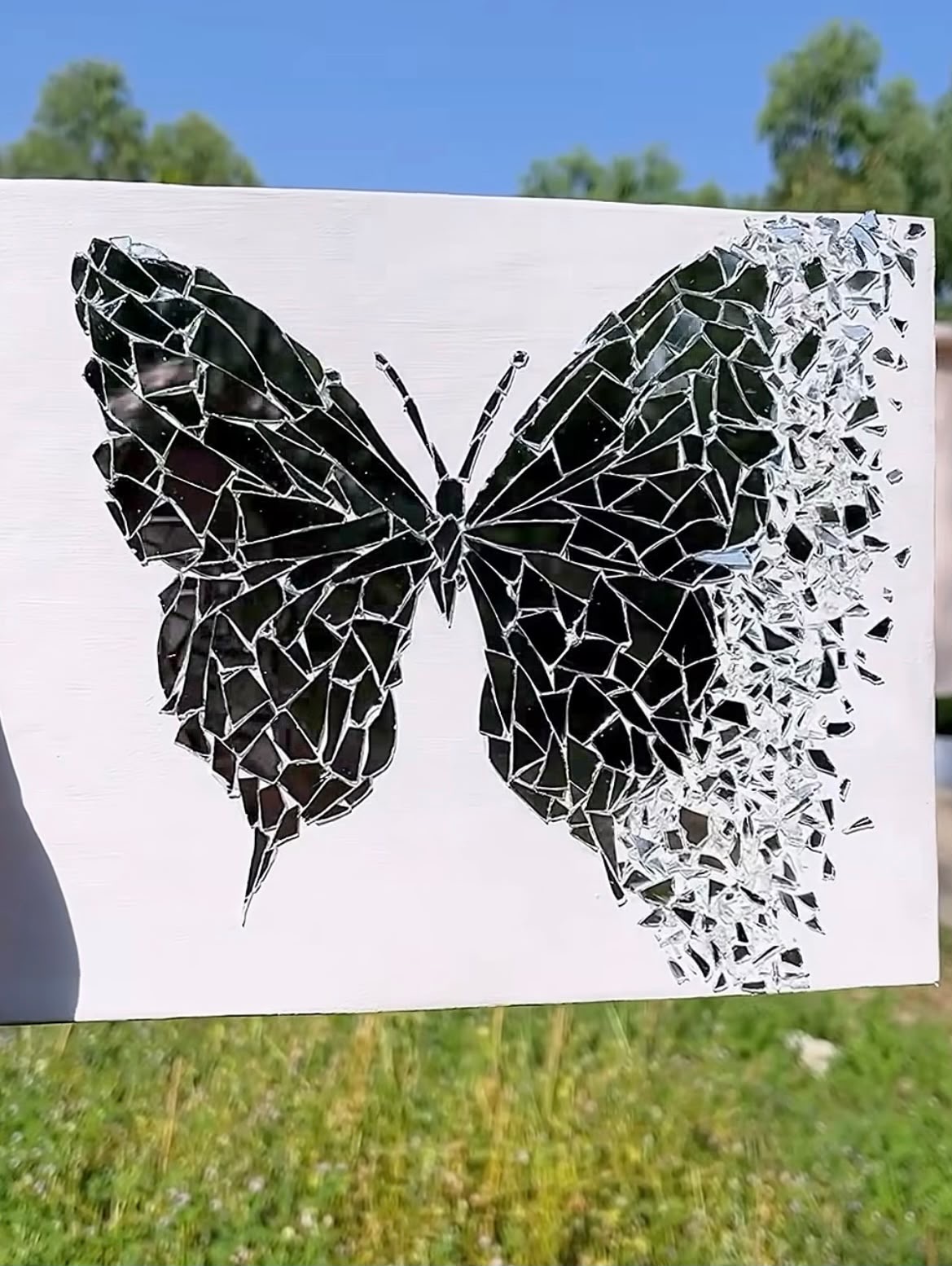 Butterfly in Mirrors